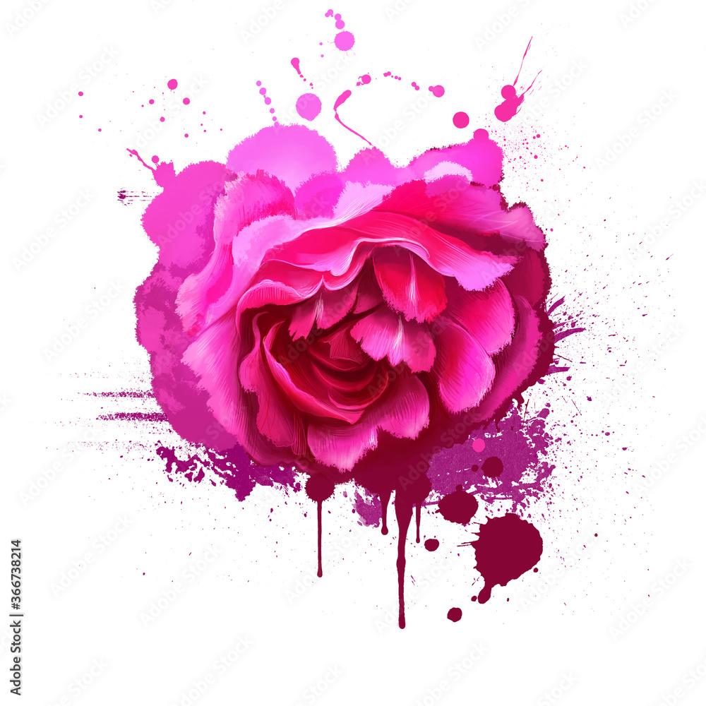 Watercolor pink rose isolated on white. Floral background