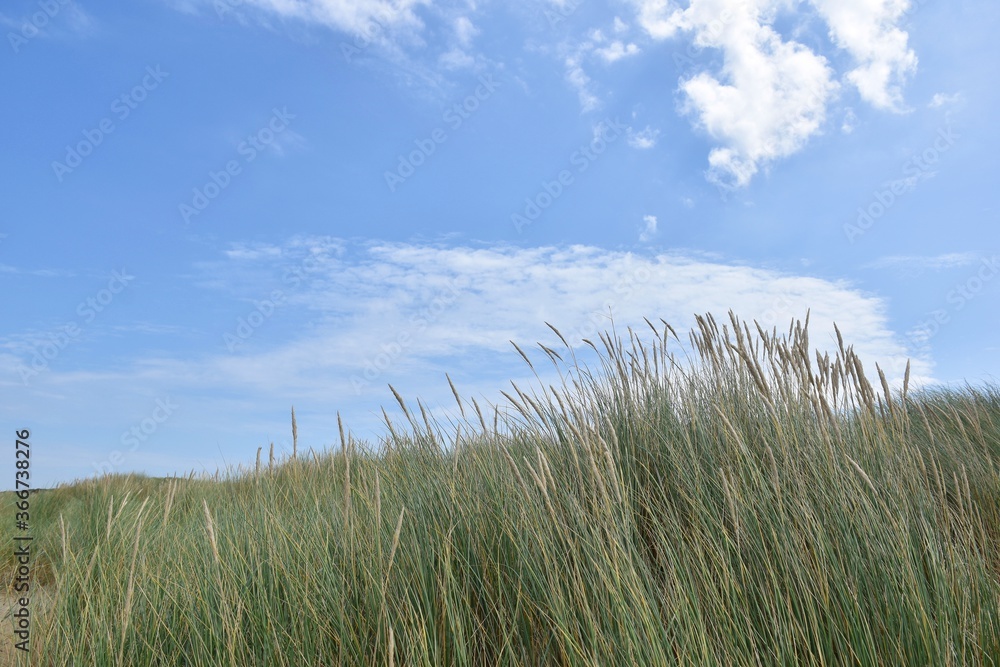 Sand dunes and grass at the beach of Scheveningen, Netherlands