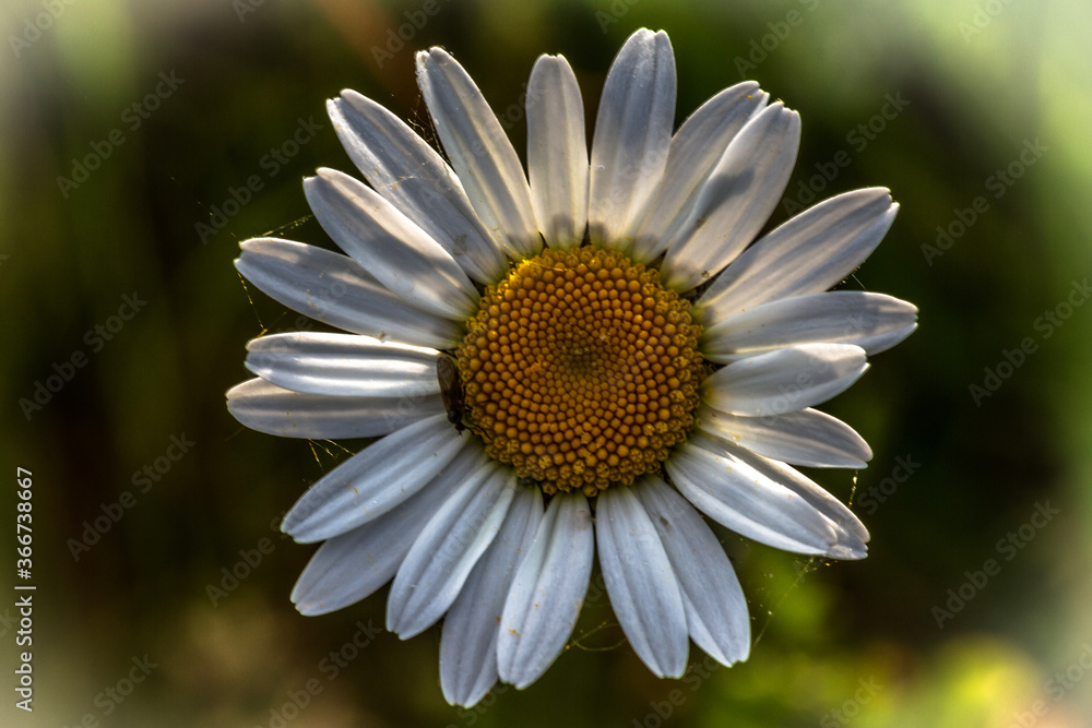Fototapeta premium close up of daisy