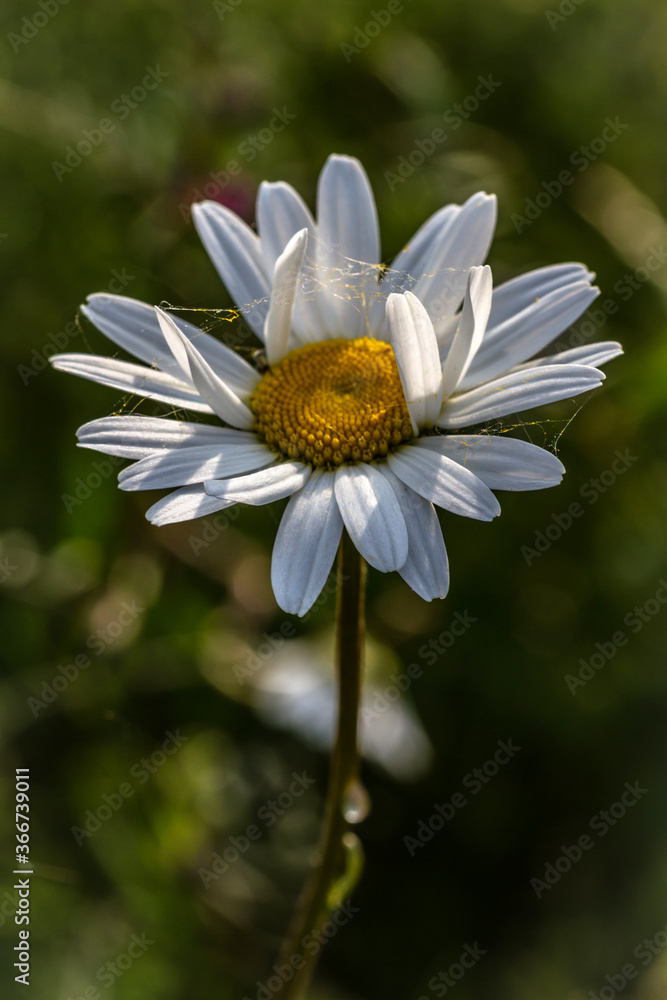 Obraz premium white daisy flower