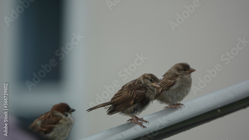 drei Spatzen / three sparrows