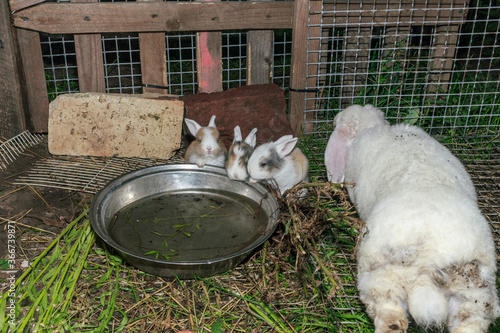 Cute and fluffy baby rabbits drinking water