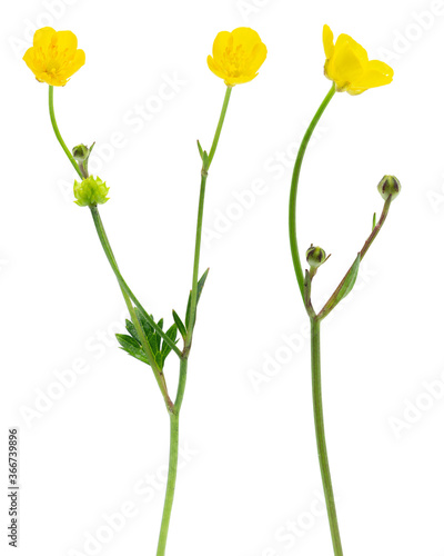 Two branches of buttercups (Ranunculus) isolated on white. Small yellow flowers on long stems