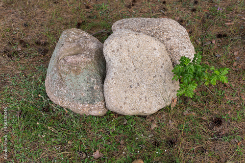 Natural stones with plants around. The texture of the stones of different sizes and colours on the grass. Stone background. 