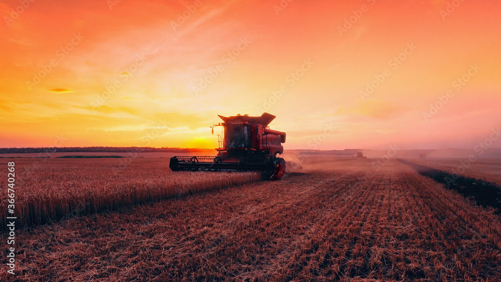 Harvesting grain in the field. Bright, evening, summer landscape with a combine harvester at sunset. Selective focus.