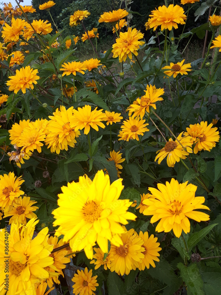 Lots of yellow blooming flowers in the meadow - Poland, Oborniki Lots of yellow blooming flowers in the meadow - Poland, Oborniki