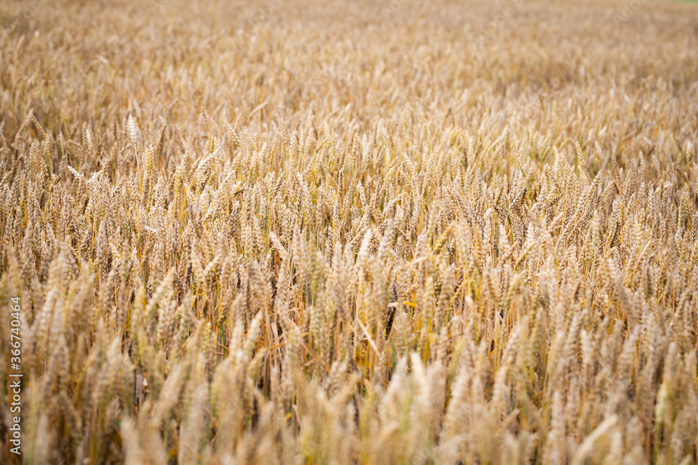 Golden grains on the fields, almost ready for harvest Golden grains on the fields, almost ready for harvest