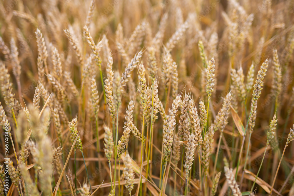 Golden grains on the fields, almost ready for harvest Golden grains on the fields, almost ready for harvest