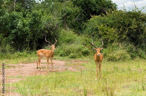 Impalas (antelope) in the Akagera National Park, Rwanda, Africa © Michel