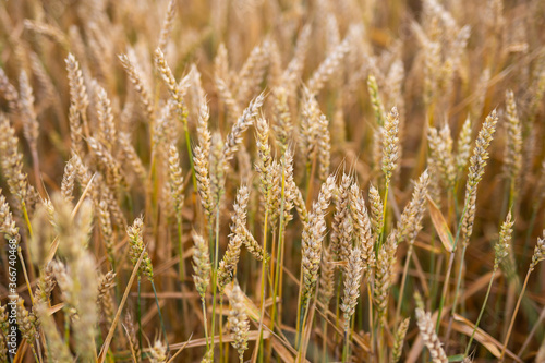 Golden grains on the fields, almost ready for harvest