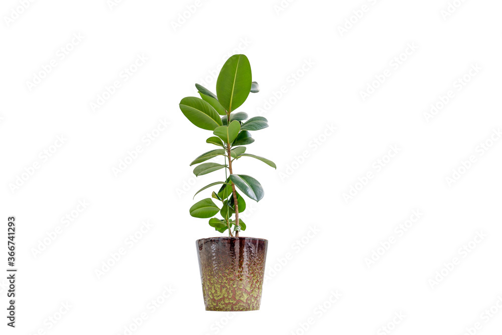 A pot of rubber tree isolated on white background A pot of rubber tree isolated on white background