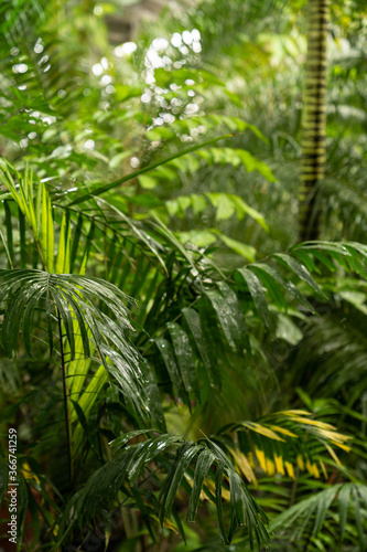 Green plants in tropical rainforest in rain season. Green palm leaves in tropical forest with water drops. 