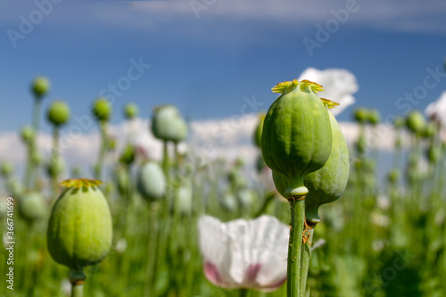 Pharmaceutical opium poppy field . The fruit of the opium poppy. Close up macro.