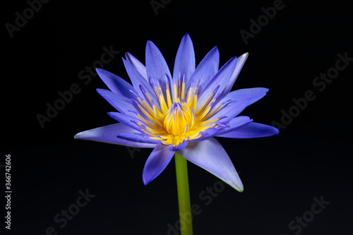 beautiful purple waterlily or lotus flower isolated on black