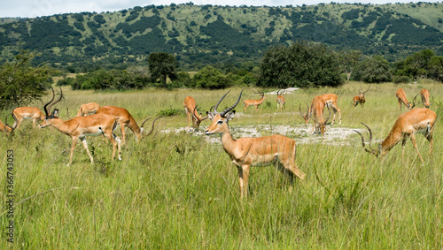 Impalas (antelope) in the Akagera National Park, Rwanda, Africa