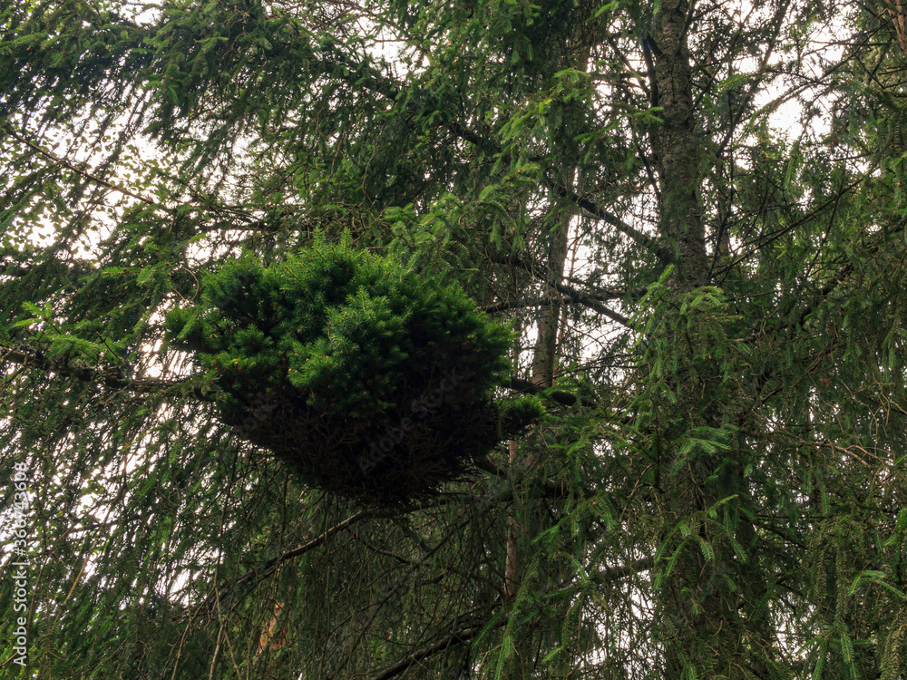 Naklejka premium Green bird nest form wood branch