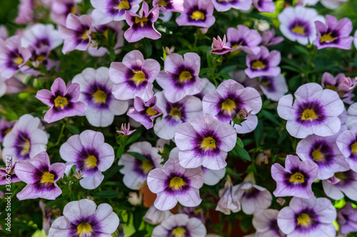 Many small white-purple petunia flowers close-up against a background of green leaves.
