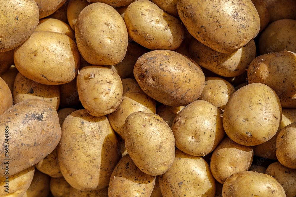 Many young potatoes of different sizes are piled on top of each other, illuminated by rays of sunlight. Many young potatoes of different sizes are piled on top of each other, illuminated by rays of sunlight.