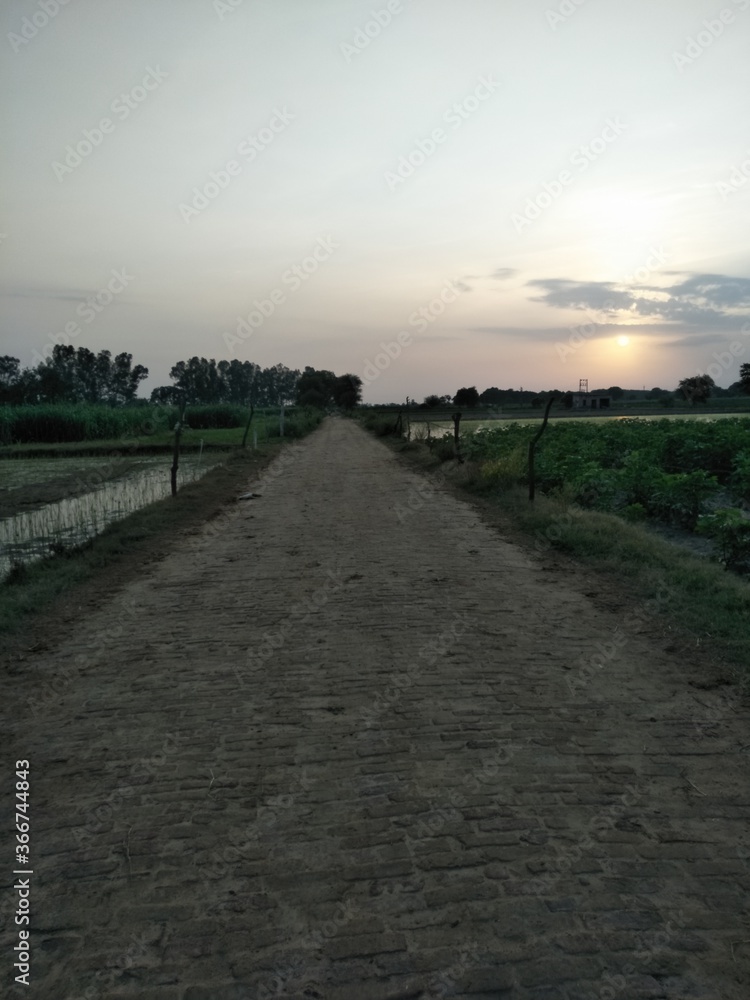 Path between fields.it is sunset time picture Path between fields.it is sunset time picture