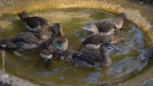 Close up of many ducks in a tiny pond grooming and fighting each other.	 photo