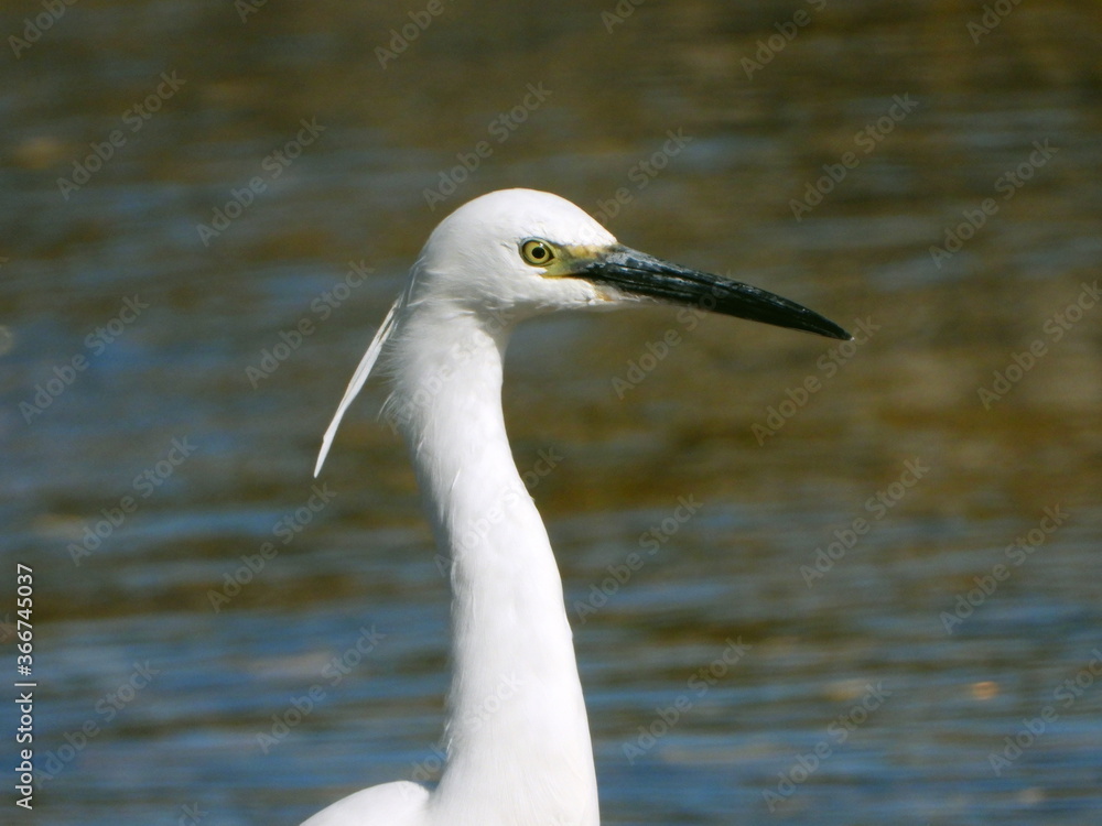 Snowy egret Snowy egret