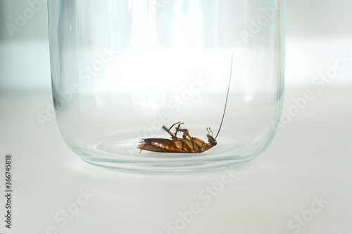 Cockroach in a glass jar in the kitchen