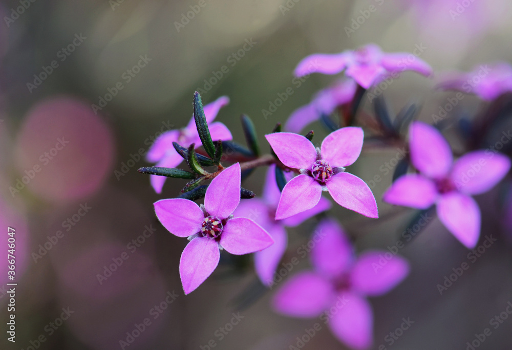 Close up of pink flowers of the Australian native Boronia ledifolia, family Rutaceae, Royal National Park, Sydney, Australia. Also known as the Showy, Sydney or Ledum Boronia Close up of pink flowers of the Australian native Boronia ledifolia, family Rutaceae, Royal National Park, Sydney, Australia. Also known as the Showy, Sydney or Ledum Boronia