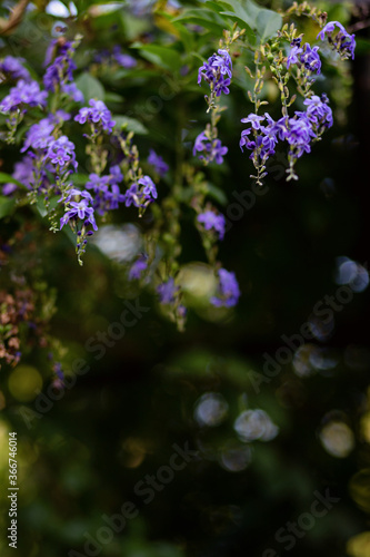 The scientific name of this flower is Duranta repens. Scientific name is Duranta repens（Duranta erecta）.