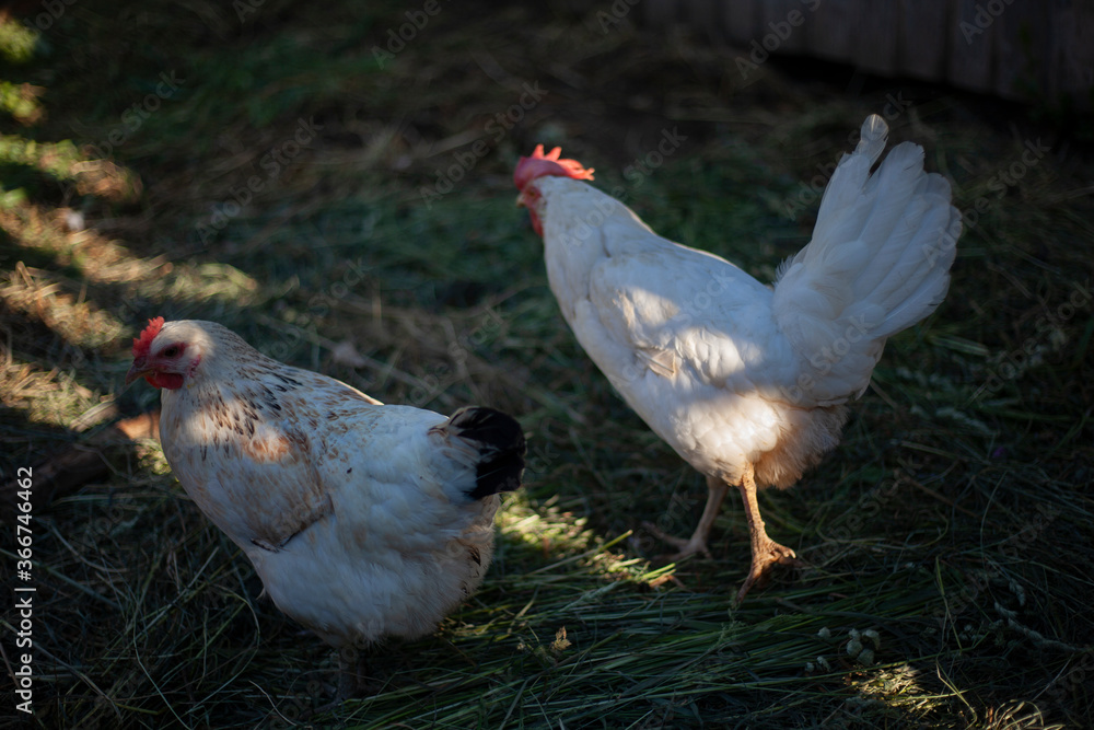 Fototapeta premium Chicken on the farm.
