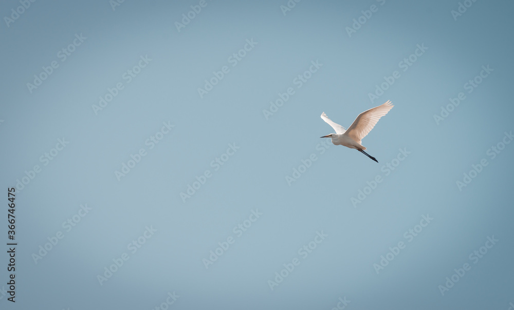 Obraz premium Great egret flies by in the sky on a beautiful blue summer, Volgermeerpolder, Amsterdam, Netherlands, nature reserve, breeding area, bird area, travel location