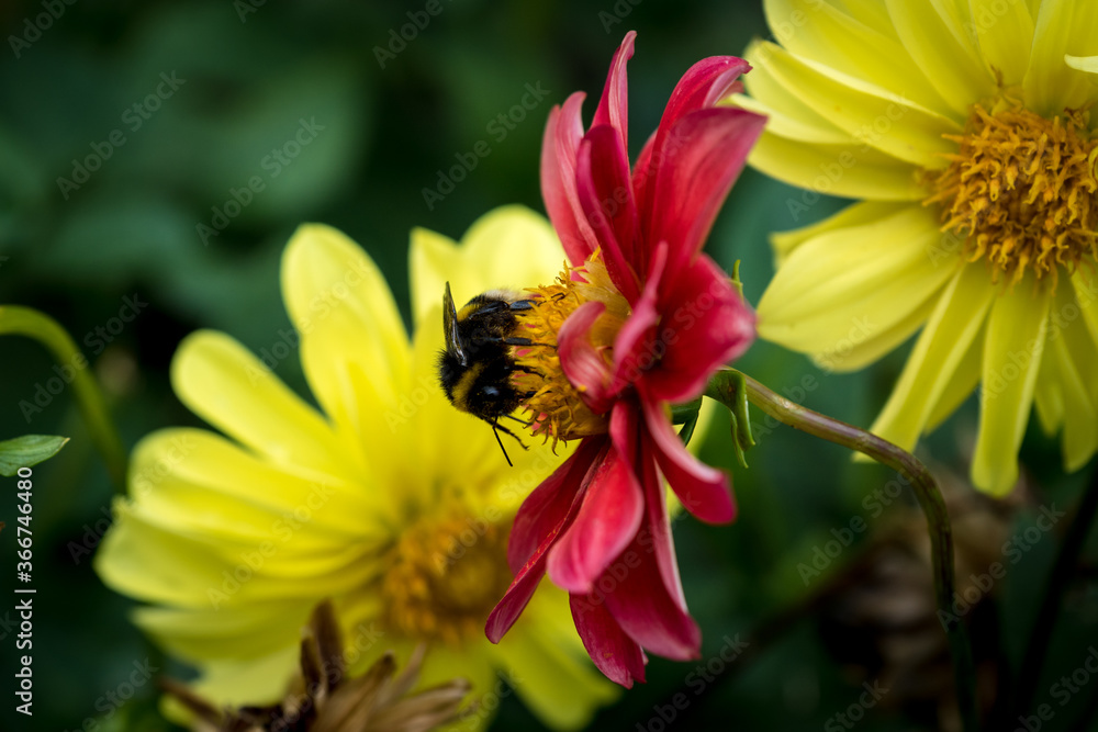 bumblebee on the flower collects pollen in summer bumblebee on the flower collects pollen in summer
