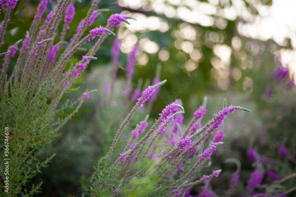 lavender flowers in the garden lavender flowers in the garden