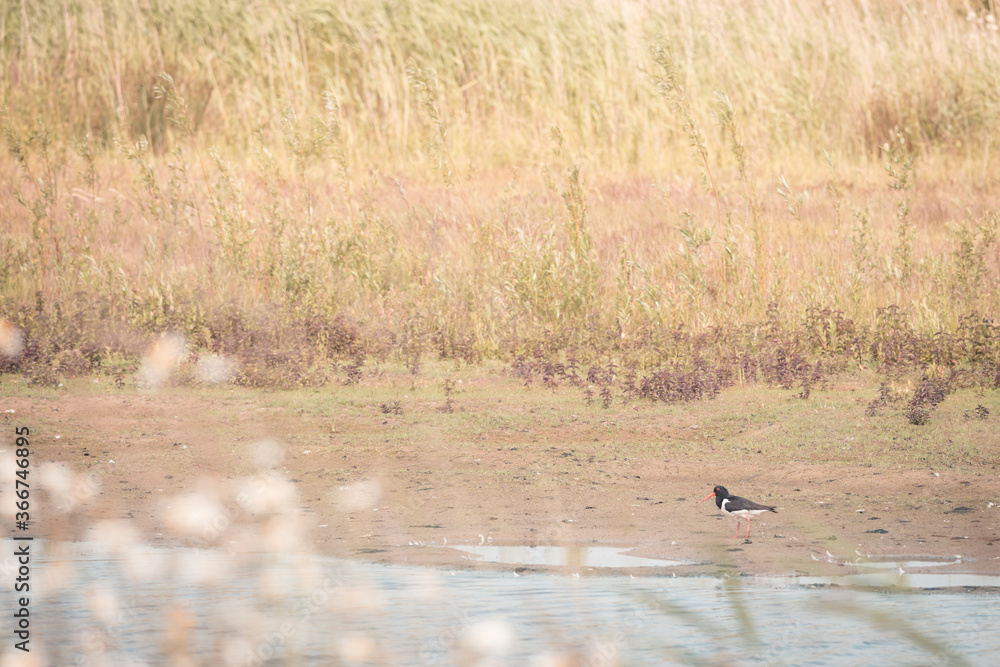 Eurasian oystercatcher sits by the waterfront, on a beautiful blue summer, Volgermeerpolder, Amsterdam, the Netherlands, nature reserve, breeding area, bird area, travel location