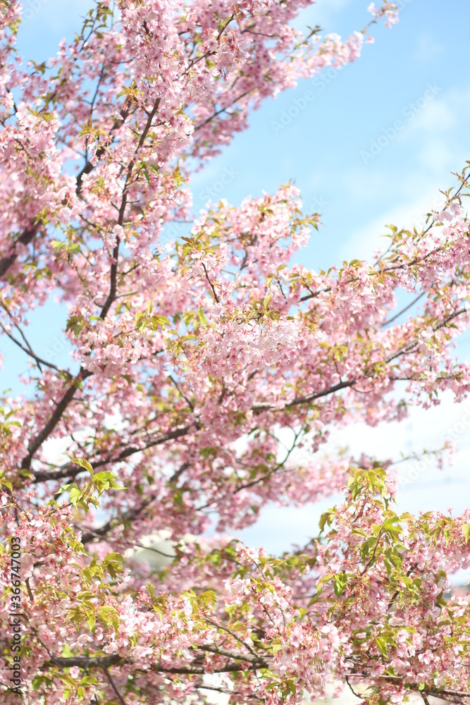 Beautiful and cute pink spring cherry blossoms (sakura) wallpaper background, soft focus, Japan