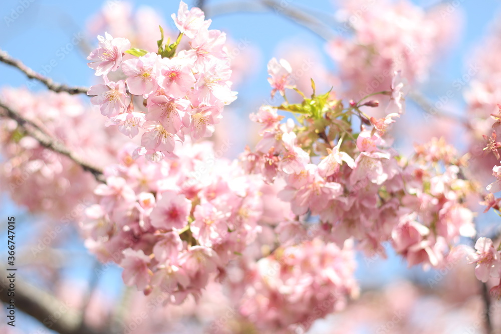 Beautiful and cute pink spring cherry blossoms (sakura) wallpaper background, soft focus, Japan