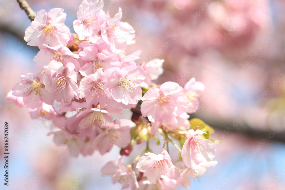 Close up of beautiful and cute pink cherry blossoms (sakura), soft focus, Japan