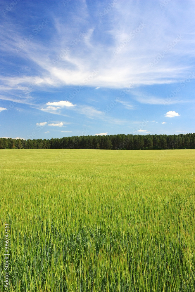 Golden ears of wheat in the field