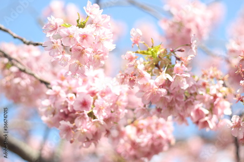 Beautiful and cute pink spring cherry blossoms (sakura) wallpaper background, soft focus, Japan