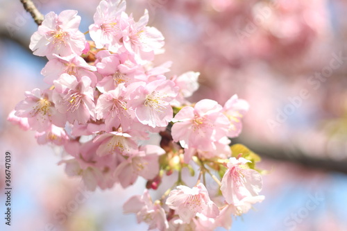 Close up of beautiful and cute pink cherry blossoms (sakura), soft focus, Japan © MeiYi