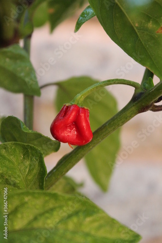 Close up Habanero chilis in Italy organic garden.Fresh ripe Caribbean Habanero hot chili pepper with green stem.The most common color variants are orange and red.