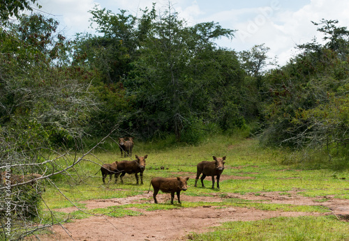 Warthog family in the Akagera National Park, Rwanda, Africa