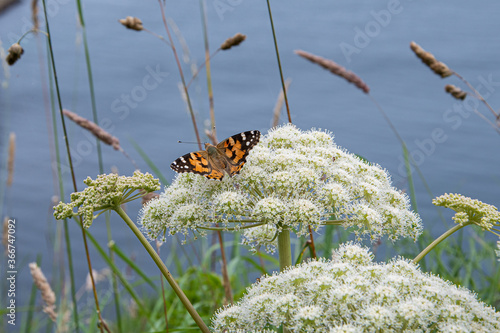 Anne's Lace Butterfly photo