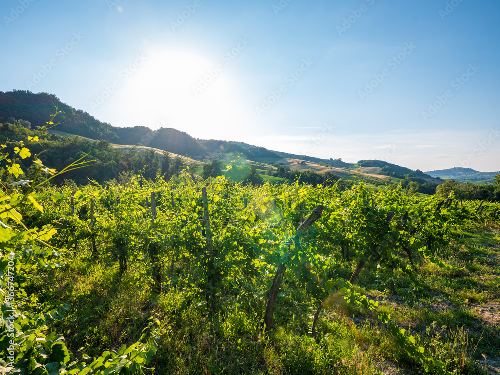 Vineyards of Oltrepò Pavese