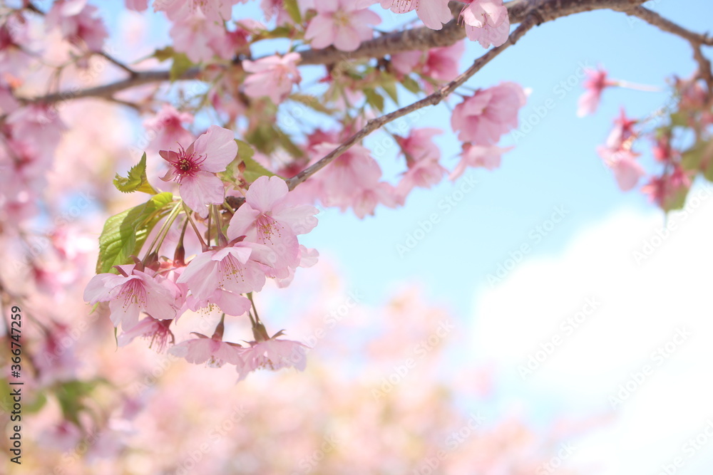 Beautiful and cute pink cherry blossoms (sakura) against blue sky, wallpaper background, soft focus