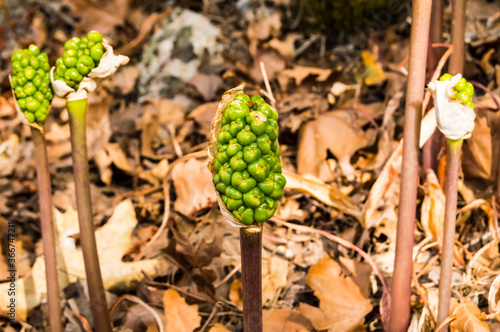 Jack-in-the-pulpit Fruit, Arisaema triphyllum. Spring wild flowers. Cluster of shiny berries - photo