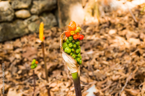 Jack-in-the-pulpit Fruit, Arisaema triphyllum. Spring wild flowers. Cluster of shiny berries - f photo