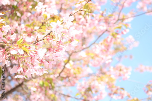 Beautiful and cute pink spring cherry blossoms (sakura) wallpaper background, soft focus, Japan © MeiYi