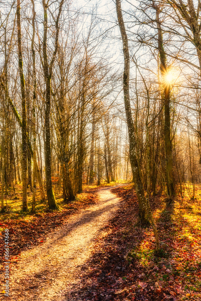 Autumn forest nature