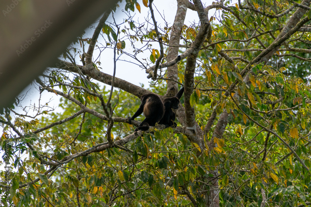 Mantled howler.
I took this picture in Cano negro, Costa Rica. Mantled howler.
I took this picture in Cano negro, Costa Rica.