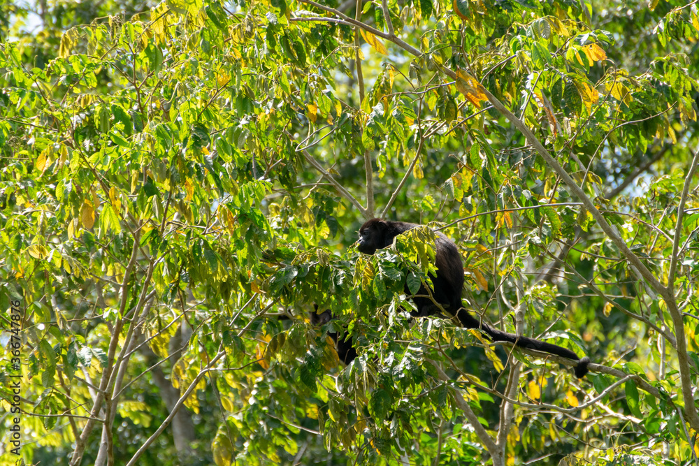 Fototapeta premium Mantled howler. I took this picture in Cano negro, Costa Rica.